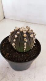 ASTROPHYTUM ASTERIAS “Purple”  Nº 868 – vaso 11 - Imagem 10