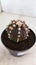 ASTROPHYTUM ASTERIAS “Purple”  Nº 868 – vaso 11 - Imagem 8