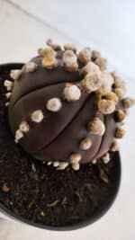 ASTROPHYTUM ASTERIAS “Purple”  Nº 868 – vaso 11 - Imagem 7