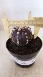 ASTROPHYTUM ASTERIAS “Purple”  Nº 868 – vaso 11