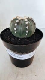 ASTROPHYTUM ASTERIAS “Purple”  Nº 869 – vaso 15 - Imagem 2