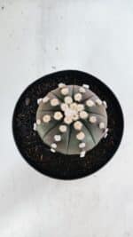 ASTROPHYTUM ASTERIAS “Purple”  Nº 869 – vaso 15 - Imagem 3