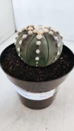 ASTROPHYTUM ASTERIAS “Purple”  Nº 869 – vaso 15 - Imagem 9