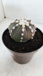 ASTROPHYTUM ASTERIAS “Purple”  Nº 869 – vaso 15 - Imagem 8