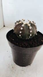 ASTROPHYTUM ASTERIAS “Purple”  Nº 869 – vaso 15 - Imagem 7