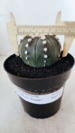 ASTROPHYTUM ASTERIAS “Purple”  Nº 869 – vaso 15
