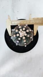 ASTROPHYTUM ASTERIAS “Purple”  Nº 869 – vaso 15 - Imagem 5