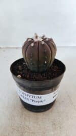 ASTROPHYTUM ASTERIAS “Purple”  Nº 870 – vaso 09 - Imagem 2