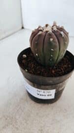 ASTROPHYTUM ASTERIAS “Purple”  Nº 870 – vaso 09 - Imagem 8