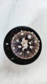 ASTROPHYTUM ASTERIAS “Purple”  Nº 870 – vaso 09 - Imagem 3