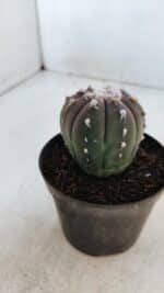 ASTROPHYTUM ASTERIAS “Purple”  Nº 870 – vaso 09 - Imagem 7