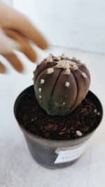 ASTROPHYTUM ASTERIAS “Purple”  Nº 870 – vaso 09 - Imagem 6