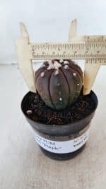ASTROPHYTUM ASTERIAS “Purple”  Nº 870 – vaso 09