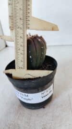 ASTROPHYTUM ASTERIAS “Purple”  Nº 870 – vaso 09 - Imagem 5