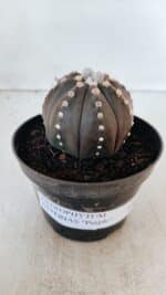 ASTROPHYTUM ASTERIAS “Purple”  Nº 871 – vaso 11 - Imagem 2