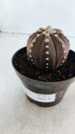 ASTROPHYTUM ASTERIAS “Purple”  Nº 871 – vaso 11 - Imagem 10