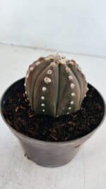 ASTROPHYTUM ASTERIAS “Purple”  Nº 871 – vaso 11 - Imagem 9