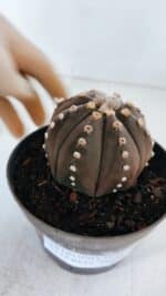 ASTROPHYTUM ASTERIAS “Purple”  Nº 871 – vaso 11 - Imagem 8