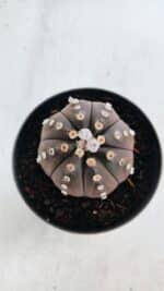ASTROPHYTUM ASTERIAS “Purple”  Nº 871 – vaso 11 - Imagem 3