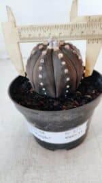 ASTROPHYTUM ASTERIAS “Purple”  Nº 871 – vaso 11