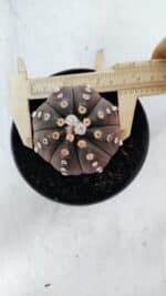 ASTROPHYTUM ASTERIAS “Purple”  Nº 871 – vaso 11 - Imagem 5