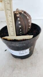 ASTROPHYTUM ASTERIAS “Purple”  Nº 871 – vaso 11 - Imagem 6