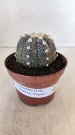 ASTROPHYTUM ASTERIAS “Purple”  Nº 872 – vaso 11 - Imagem 10