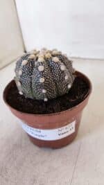 ASTROPHYTUM ASTERIAS “Purple”  Nº 872 – vaso 11 - Imagem 9