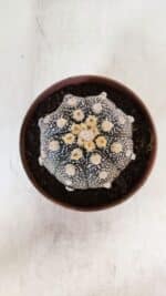 ASTROPHYTUM ASTERIAS “Purple”  Nº 872 – vaso 11 - Imagem 3