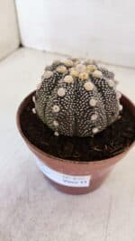 ASTROPHYTUM ASTERIAS “Purple”  Nº 872 – vaso 11 - Imagem 7
