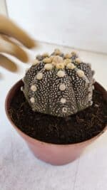 ASTROPHYTUM ASTERIAS “Purple”  Nº 872 – vaso 11 - Imagem 8