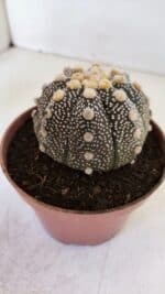 ASTROPHYTUM ASTERIAS “Purple”  Nº 872 – vaso 11 - Imagem 6