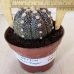 ASTROPHYTUM ASTERIAS “Purple”  Nº 872 – vaso 11