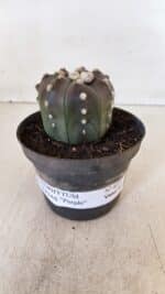 ASTROPHYTUM ASTERIAS “Purple”  Nº 873 – vaso 11 - Imagem 2