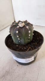 ASTROPHYTUM ASTERIAS “Purple”  Nº 873 – vaso 11 - Imagem 9