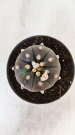 ASTROPHYTUM ASTERIAS “Purple”  Nº 873 – vaso 11 - Imagem 3