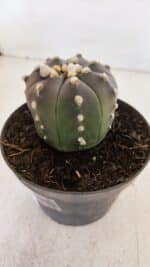 ASTROPHYTUM ASTERIAS “Purple”  Nº 873 – vaso 11 - Imagem 7