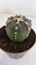 ASTROPHYTUM ASTERIAS “Purple”  Nº 873 – vaso 11 - Imagem 6