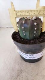 ASTROPHYTUM ASTERIAS “Purple”  Nº 873 – vaso 11