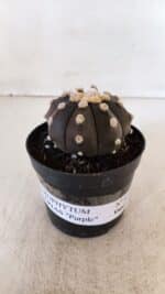 ASTROPHYTUM ASTERIAS “Purple”  Nº 874 – vaso 09 - Imagem 2