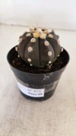 ASTROPHYTUM ASTERIAS “Purple”  Nº 874 – vaso 09 - Imagem 9