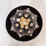 ASTROPHYTUM ASTERIAS “Purple”  Nº 874 – vaso 09