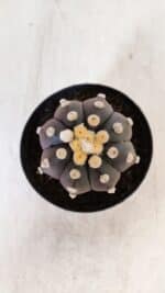 ASTROPHYTUM ASTERIAS “Purple”  Nº 874 – vaso 09