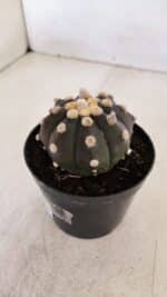 ASTROPHYTUM ASTERIAS “Purple”  Nº 874 – vaso 09 - Imagem 8