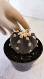 ASTROPHYTUM ASTERIAS “Purple”  Nº 874 – vaso 09 - Imagem 7