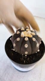 ASTROPHYTUM ASTERIAS “Purple”  Nº 874 – vaso 09 - Imagem 6