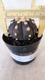 ASTROPHYTUM ASTERIAS “Purple”  Nº 874 – vaso 09 - Imagem 4