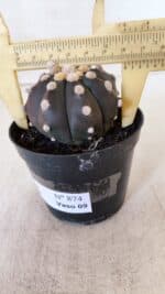 ASTROPHYTUM ASTERIAS “Purple”  Nº 874 – vaso 09 - Imagem 5