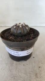 ASTROPHYTUM ASTERIAS “Purple”  Nº 875 – vaso 11 - Imagem 2