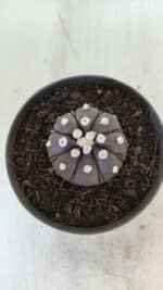ASTROPHYTUM ASTERIAS “Purple”  Nº 875 – vaso 11 - Imagem 10
